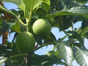 PICT0114.JPG