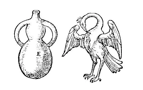 pelican