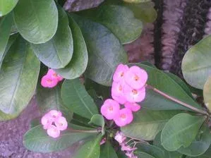 PICT0090.JPG
